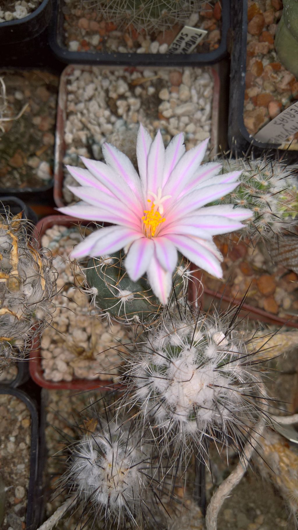 TURBINICARPUS  dickisoniae